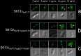 FIG 2