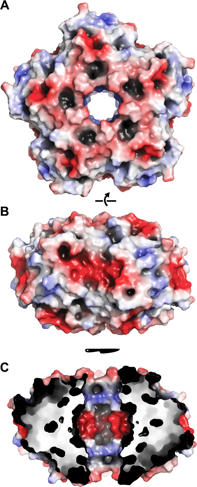 Figure 4—figure supplement 1.