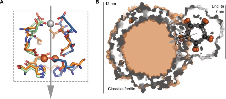 Figure 6—figure supplement 1.