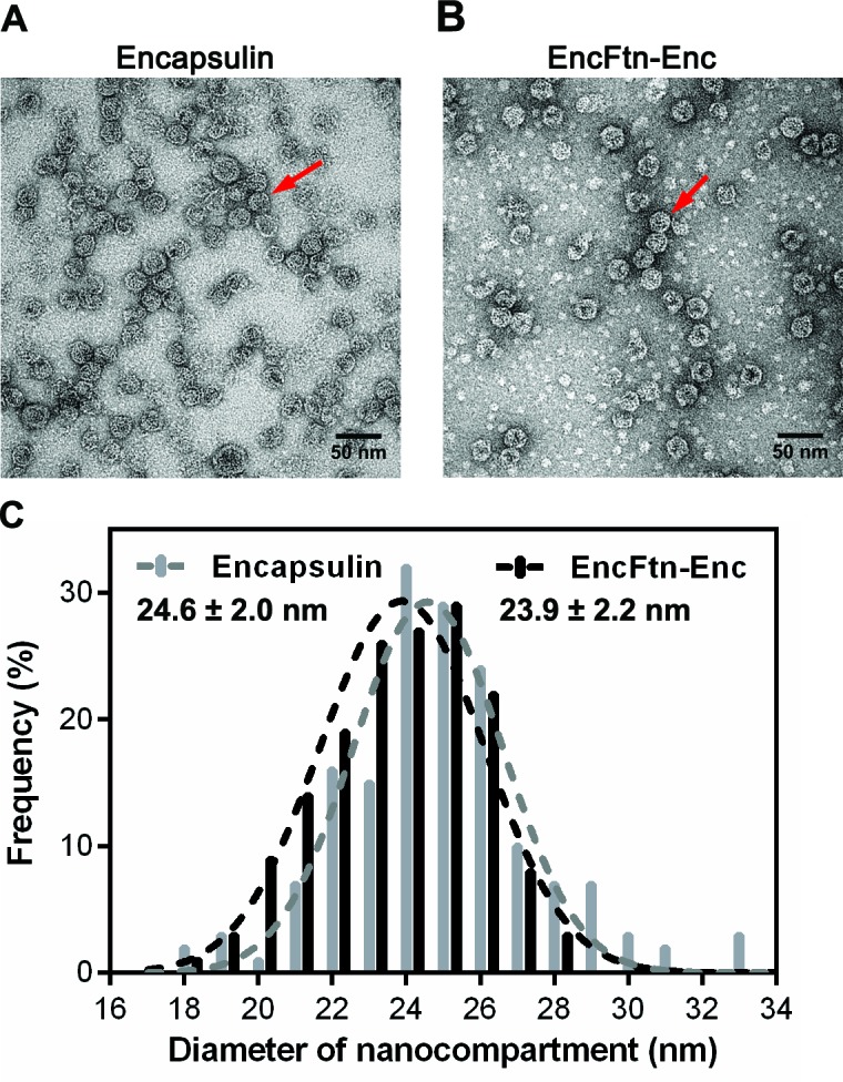 Figure 1—figure supplement 1.