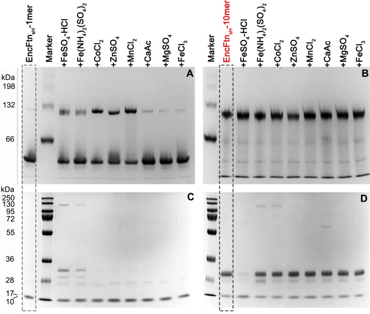 Figure 3—figure supplement 2.