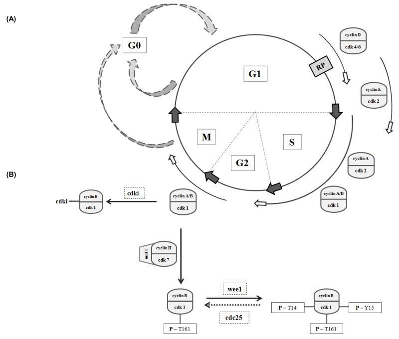 Fig.1