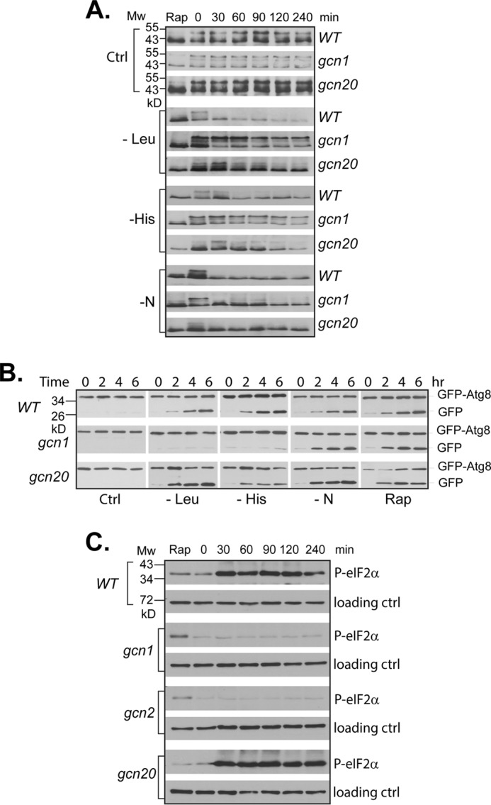 FIGURE 2.