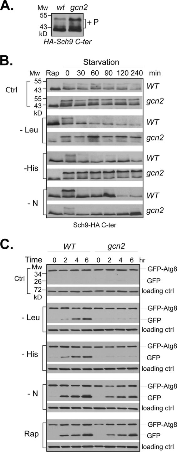 FIGURE 1.