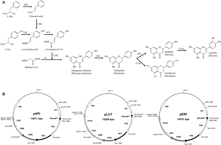 FIGURE 1