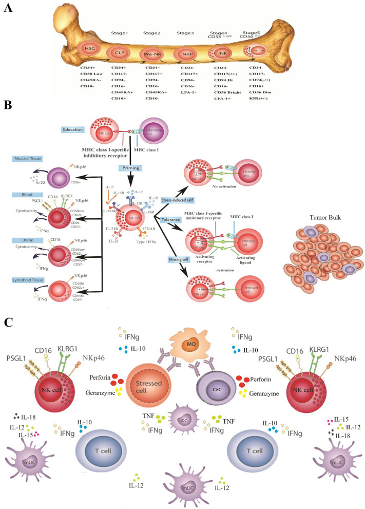 NK cell upraise in the dark world of cancer stem cells - PMC