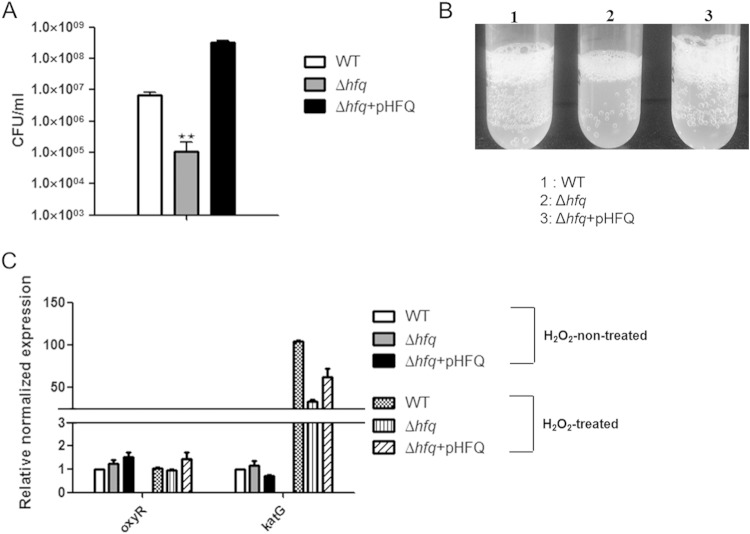 FIG 5