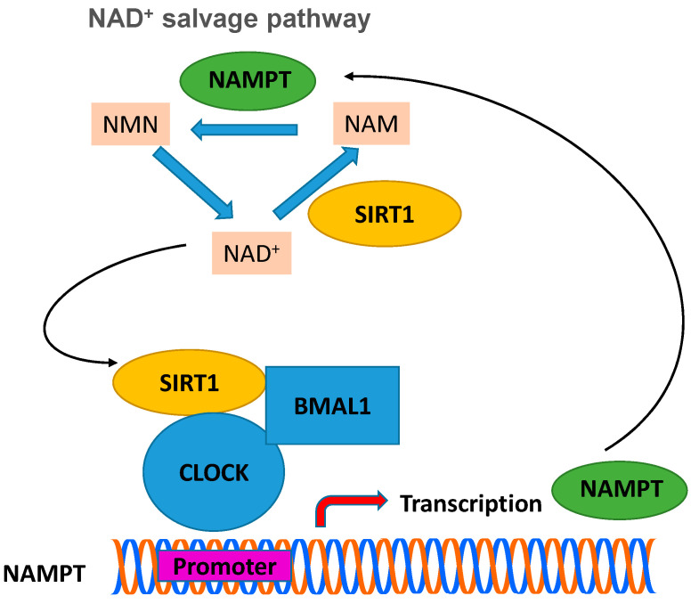 Figure 5