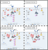 Figure 6. PLCγ1-dependent mechanism of cetuximab resistance. Representative mechanism of cetuximab resistance dependent on PLCγ1 expression levels, based on findings described above. In colorectal cancer cells, binding of PLCγ1 to SHP2 is expected to transduce intracellular signs downstream of EGFR in parallel to ERK and AKT canonic signaling. When cancer cells are treated with anti-EGFR therapies, EGFR downstream signaling is inhibited. However, PLCγ1–SHP2 axis is able to sustain downstream signaling, when levels of PLCγ1 are high, inducing cetuximab resistance. Combination of EGFR-targeted therapy with anti-SHP2 inhibitors benefits colorectal cancer tumors with PLCγ1 overexpression.