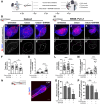 Figure 5. Zebrafish xenotransplant model of CACO-2 shControl and SW48-PLCγ1 cells treated with cetuximab and SHP099. A, Cetuximab-resistant CACO-2 shControl and SW48-PLCγ1 were fluorescently lableled with DiI (red) and injected into the PVS of 2 dpf nacre/casper zebrafish larvae. Zebrafish xenografts were treated in vivo with cetuximab and SHP099 and compared with untreated controls regarding tumor size, cell death, and metastasis. B–E', At 4 dpi, zebrafish CACO-2 xenografts were imaged on PVS and over the zebrafish body by confocal microscopy. F, Analysis of CACO-2 tumor size (shControl vs. shControl cetuximab + SHP099, **P = 0.0017; shControl cetuximab vs. shControl cetuximab + SHP099, **P = 0.0096). G, Analysis of CACO-2 tumors activated caspase 3 (apoptosis; shControl vs. shControl cetuximab + SHP099, ****P < 0.0001; shControl cetuximab vs. shControl cetuximab + SHP099, ****P < 0.0001). H–K', At 4 dpi, zebrafish SW48–PLCγ1 xenografts were imaged on PVS and over the zebrafish body by confocal microscopy. L, Analysis of SW48–PLCγ1 tumor size (SW48–PLCγ1 vs. SW48–PLCγ1 cetuximab + SHP099, ****P < 0.0001; SW48–PLCγ1 cetuximab vs. SW48–PLCγ1 cetuximab + SHP099, ****P < 0.0001). M, Analysis of SW48–PLCγ1 tumors activated caspase 3 (apoptosis; SW48–PLCγ1 vs. SW48–PLCγ1 cetuximab + SHP099, ****P < 0.0001; SW48–PLCγ1 cetuximab vs. SW48–PLCγ1 cetuximab + SHP099, ****P < 0.0001). N, Representative image of micrometastasis in CHT. O, Analysis of CACO-2 metastasis (shControl cetuximab versus shControl cetuximab + SHP099, *P = 0.0219; shControl versus shPLCγ1 cetuximab + SHP099, **P = 0,0046). P, Analysis of SW48–PLCγ1 metastasis (SW48–PLCγ1 cetuximab vs. SW48–PLCγ1 cetuximab + SHP099, *P = 0.0127; SW48–PLCγ1 vs. SW48–PLCγ1 cetuximab + SHP099, *P = 0.0116). The outcomes are expressed as AVG ± SEM (ns > 0.05; *, P ≤ 0.05; **, P ≤ 0.01; ***, P ≤ 0.001; ****, P ≤ 0.0001). Scale bars = 50 μm.
