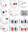 Figure 1. PLCγ1 expression in colorectal cancer and its association with cetuximab responses. A, Comparison of PLCG1 mRNA expression levels in RAS WT tumors (n = 273) versus normal colonic mucosa (n = 41) from TCGA-COAD dataset. B, PLCG1 mRNA expression of paired RAS WT tumors, normal samples, and liver metastasis from AMC cohort (n = 13). C, Correlation between the levels of PLCG1 expression [RNA-seq TPM gene expression quantification from the Broad Institute Cancer Cell Line Encyclopedia (CCLE)] and cetuximab resistance (drug sensitivity measurements of GDSC from the Cancer Dependency Map Portal) in colorectal cancer RAS WT cell lines (n = 14). P value corresponds to the Spearman correlation test. Drug sensitivity was measured as AUC which corresponds to the AUC in which values of 0 correspond to complete reduction in cell viability and values of 1 correspond to no reduction in cell viability. Fitted linear regression line and its 95% CIs are indicated by the red line and shaded area, respectively. D, Cetuximab resistance of RAS WT colorectal cancer cell lines grouped by low or high PLCG1 expression based on the analysis of GDSC and CCLE data (n = 14; unpaired t test). E, Cell viability of colorectal cancer cell lines measured 72 hours after initial exposure to cetuximab (n = 4, two-way ANOVA test). F, Western blotting of EGFR and PLCγ1 downstream signaling. β-Actin was used as the loading control. G–I, Cell viability (n = 4, two-way ANOVA test), proliferation, and apoptosis rate of parental and PLCG1 overexpressing SW48 cells (pTriex-PLCG1) upon 72 hours of treatment with cetuximab (unpaired t test). J–L, Cell viability (n = 4, two-way ANOVA test), proliferation, and apoptosis rate of shControl and shPLCG1 CACO-2 cell line after 72 hours of treatment with cetuximab (unpaired t test). Results are presented as the mean ± SEM. (*, P ≤ 0.05; **, P ≤ 0.01; ****, P ≤ 0.0001).