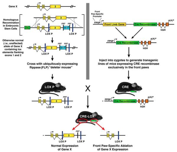 The Construction of Transgenic and Gene Knockout/Knockin Mouse Models ...