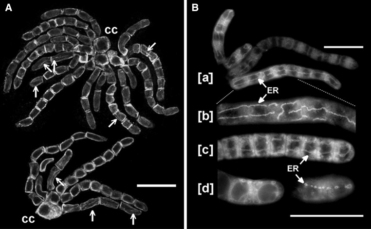 Fig. 6