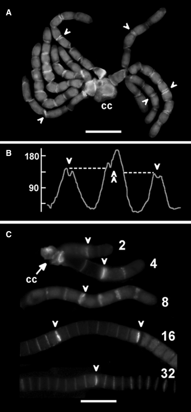 Fig. 5