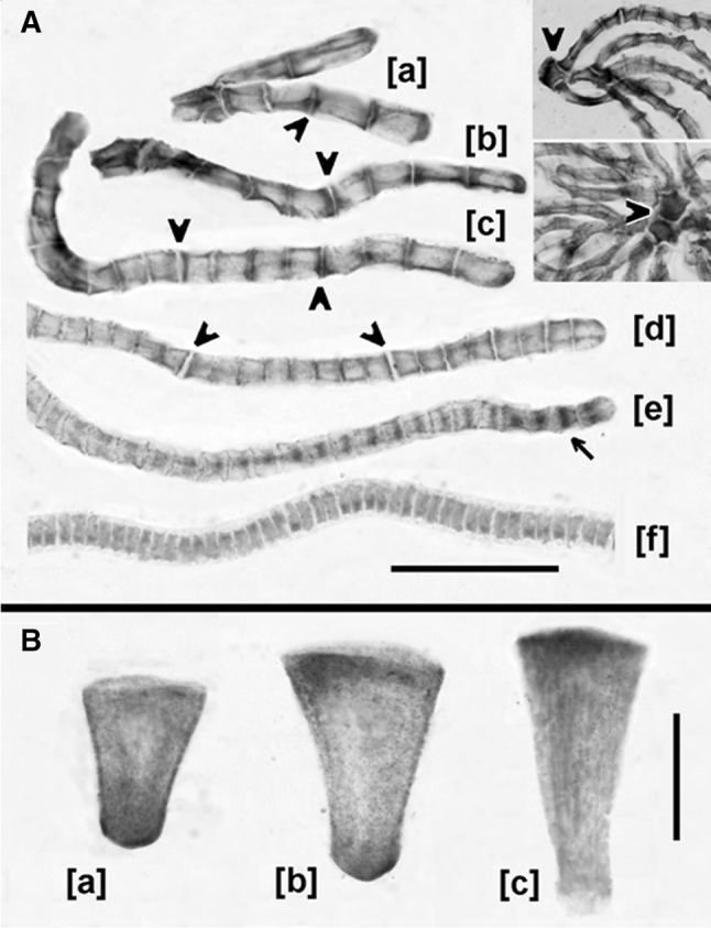 Fig. 8