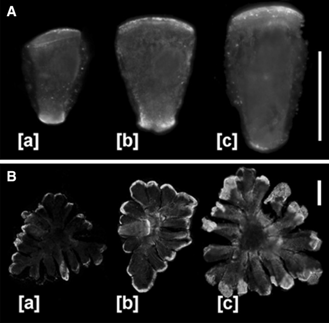 Fig. 7