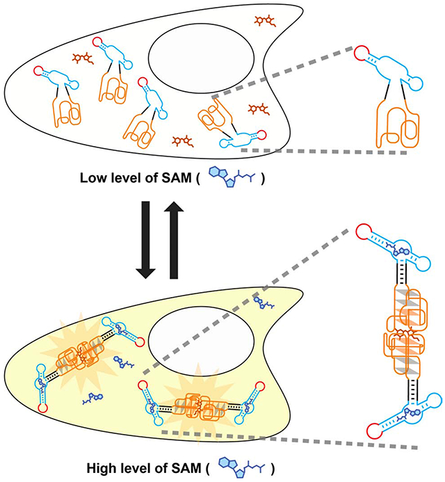 graphic file with name nihms-1545189-f0005.jpg