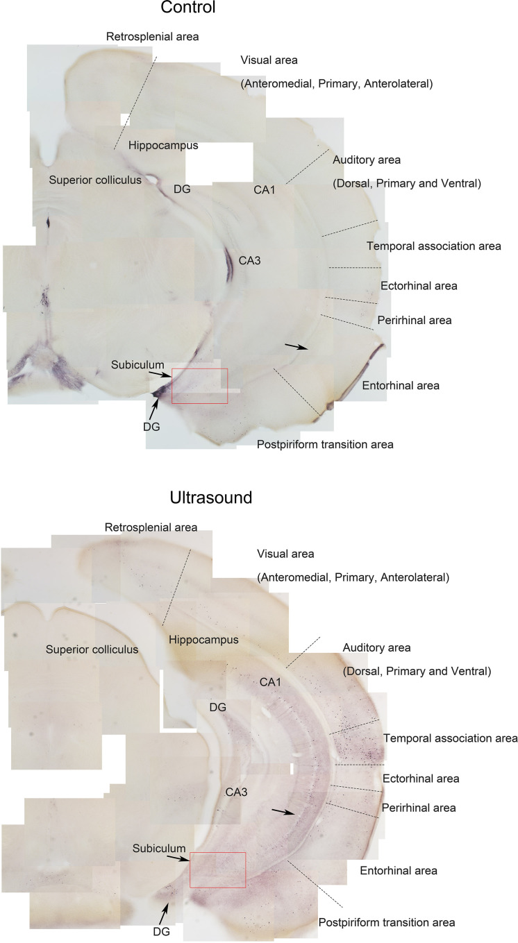 Figure 1—figure supplement 2.