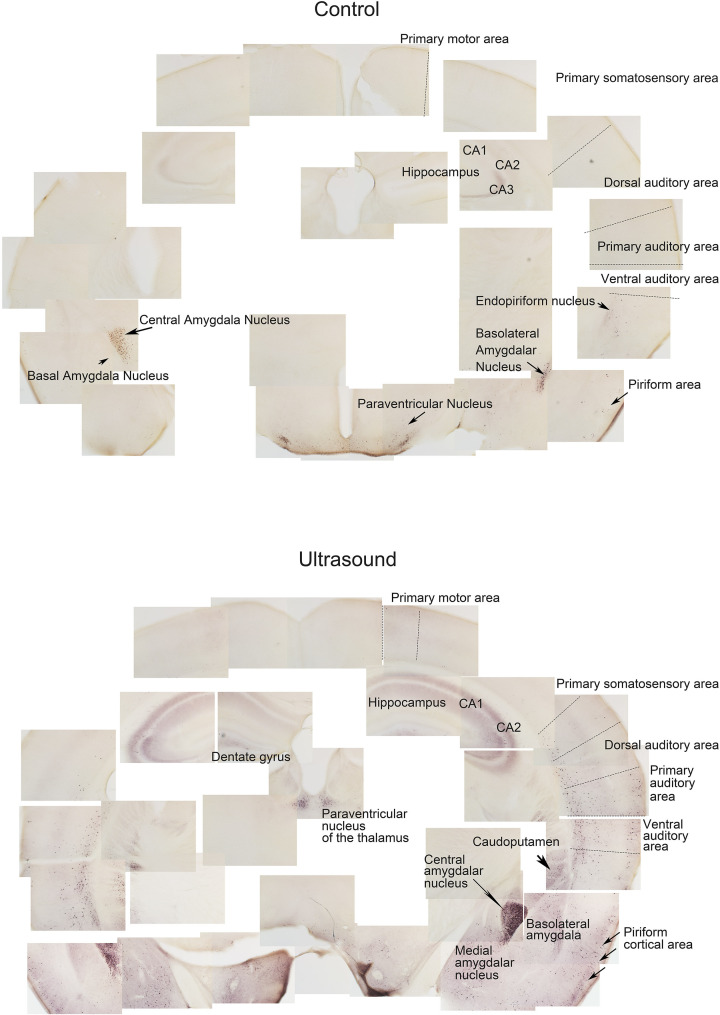 Figure 1—figure supplement 1.