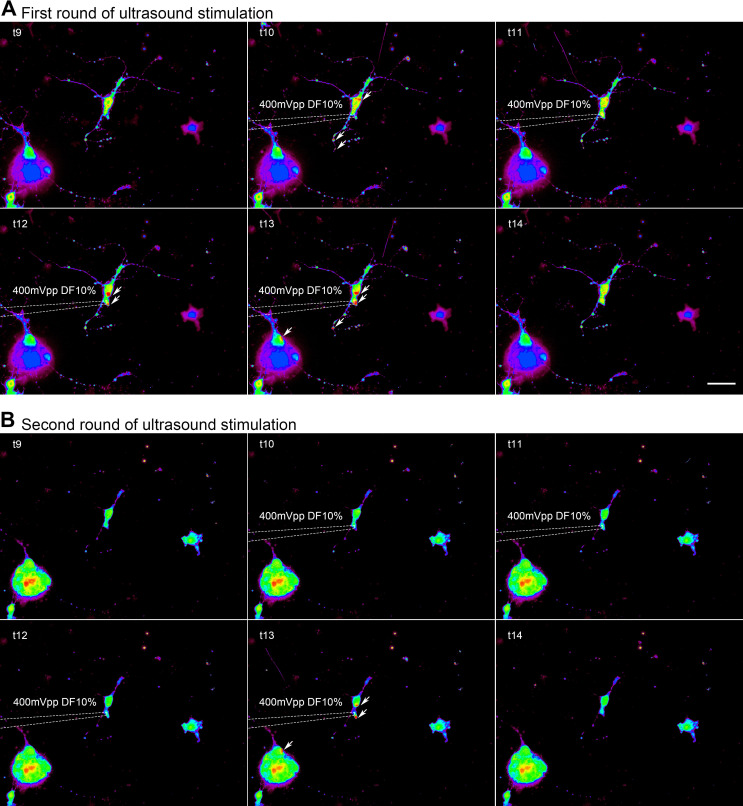 Figure 2—figure supplement 2.