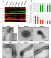 FIG 2