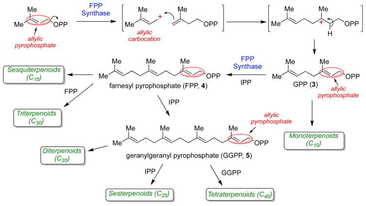 Scheme 2