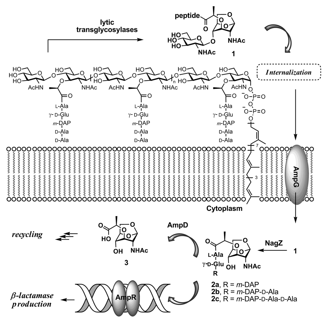 Scheme 5