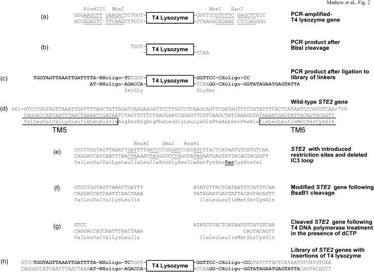 Fig. 2.