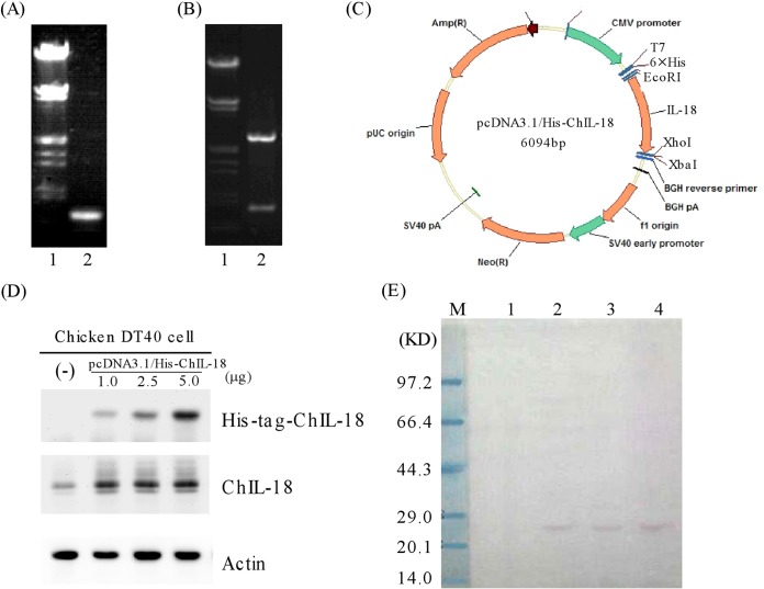 FIG 2