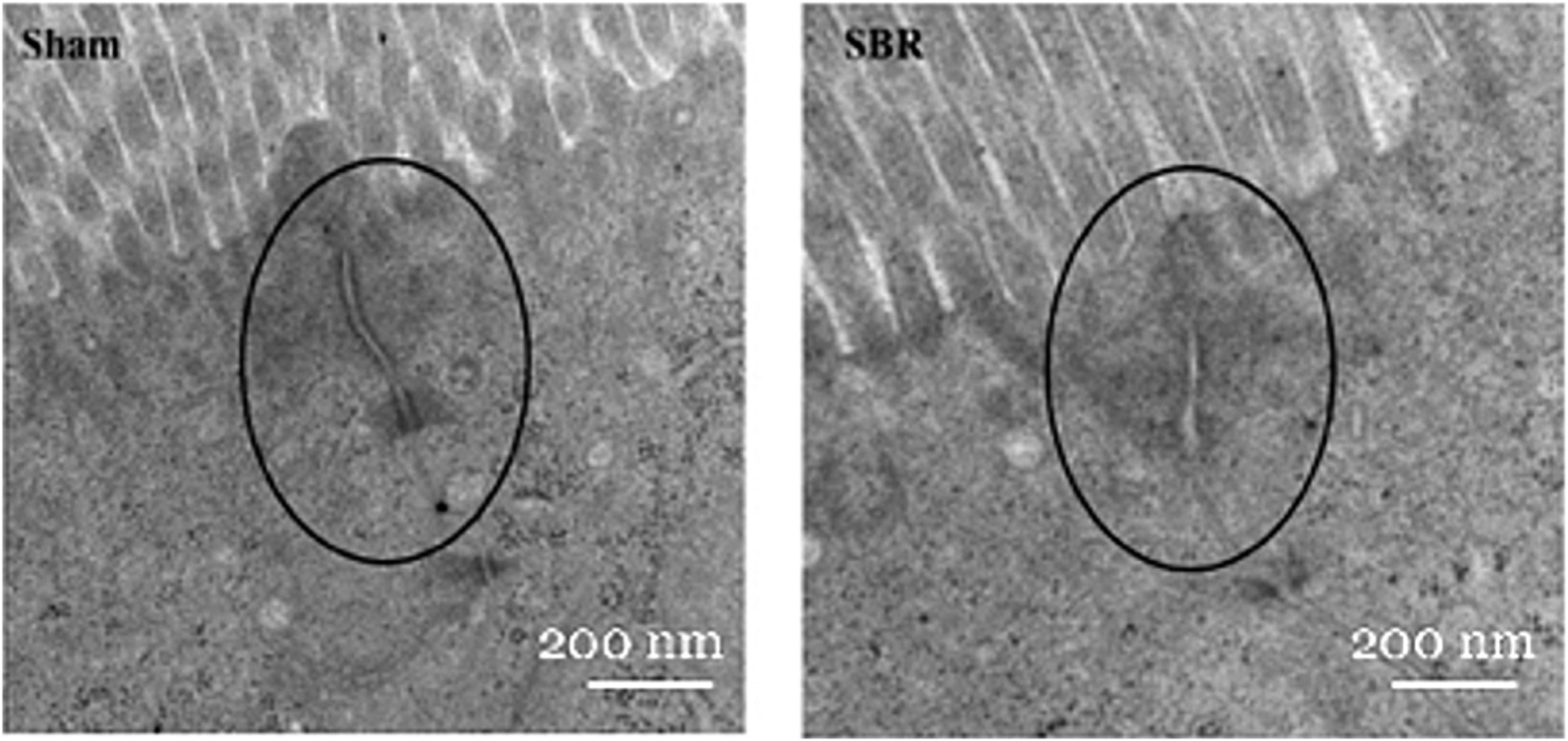 Fig. 3 –