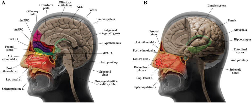 Figure 1: