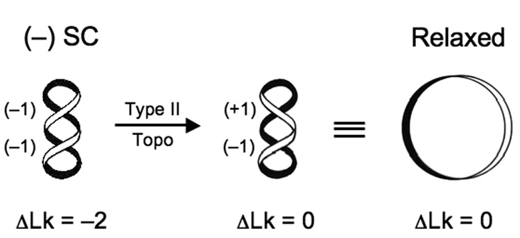 DNA Topology and Topoisomerases: Teaching a “Knotty” Subject - PMC