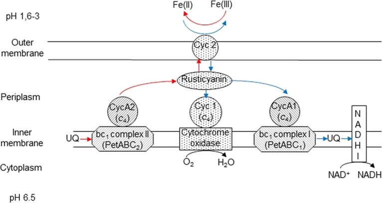 FIG 5