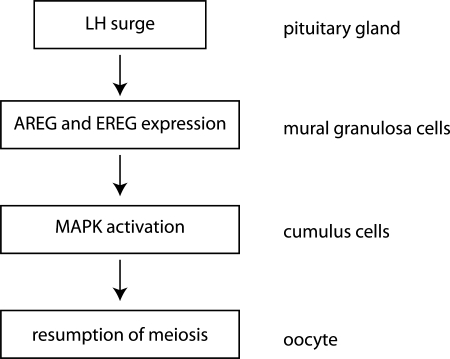 Figure 5