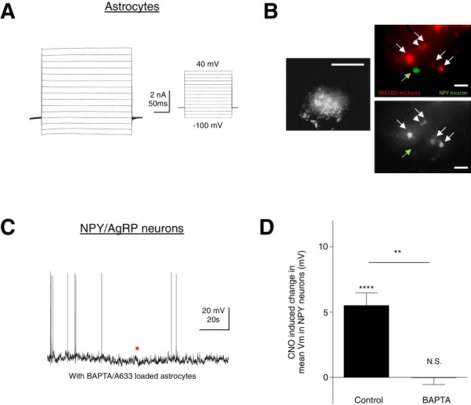 Figure 5—figure supplement 1.