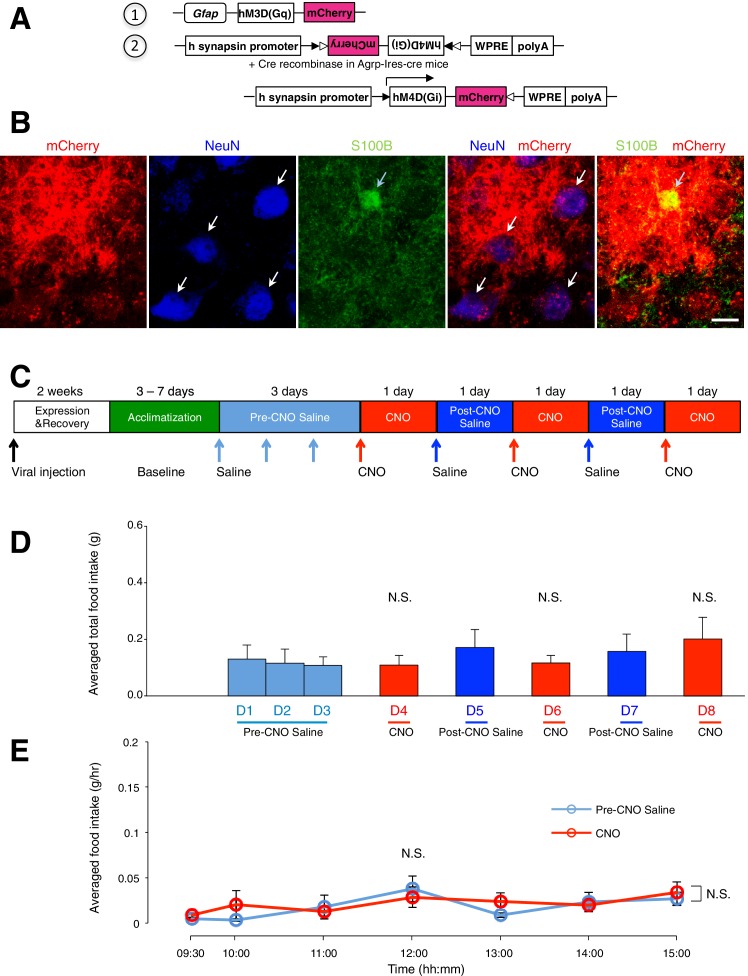 Figure 5—figure supplement 2.