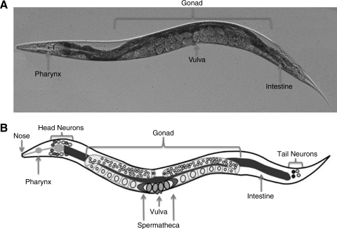 FIG. 1.