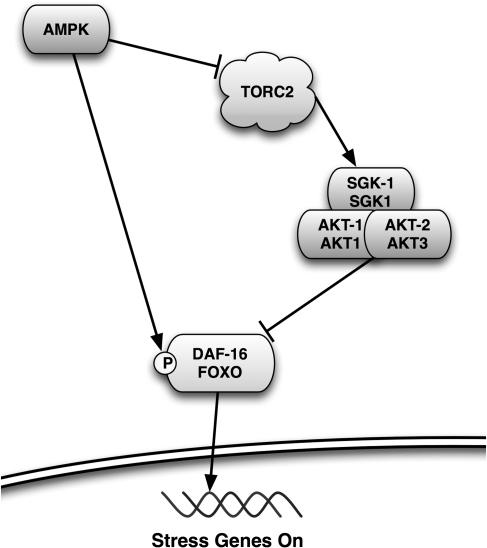 FIG. 7.