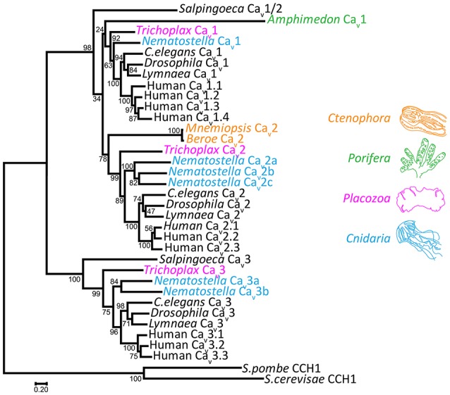 Figure 4