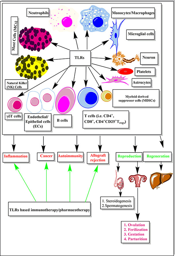 Unlabelled Image