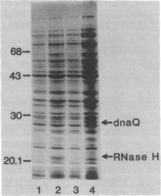 graphic file with name pnas00649-0091-a.jpg