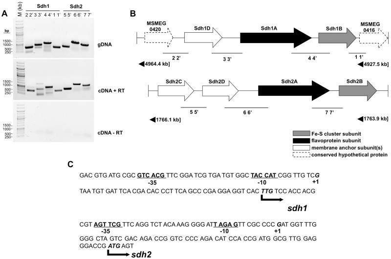 FIG 1 