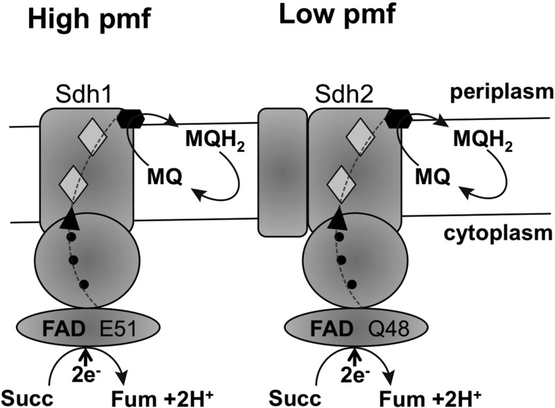 FIG 10 