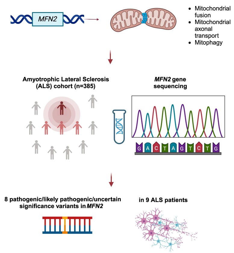 Graphical Abstract