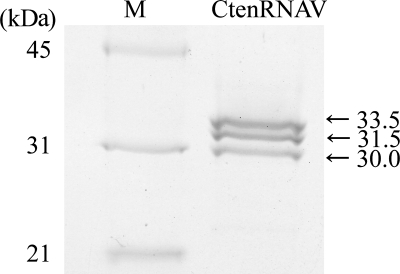 FIG. 4.