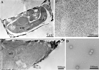 FIG. 2.