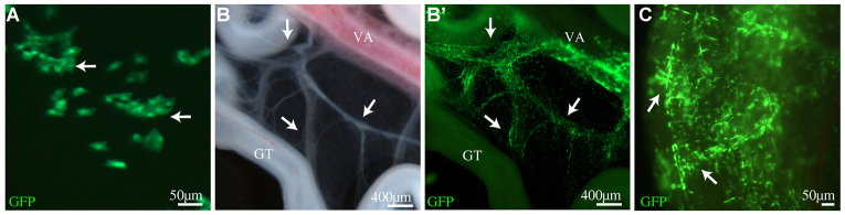 Fig. 5.