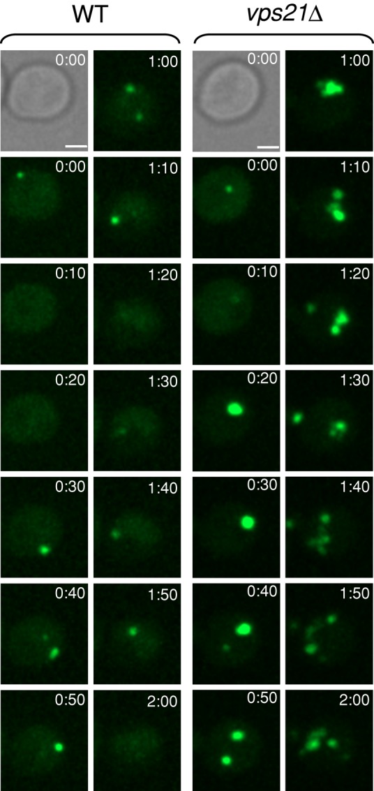 FIGURE 3: