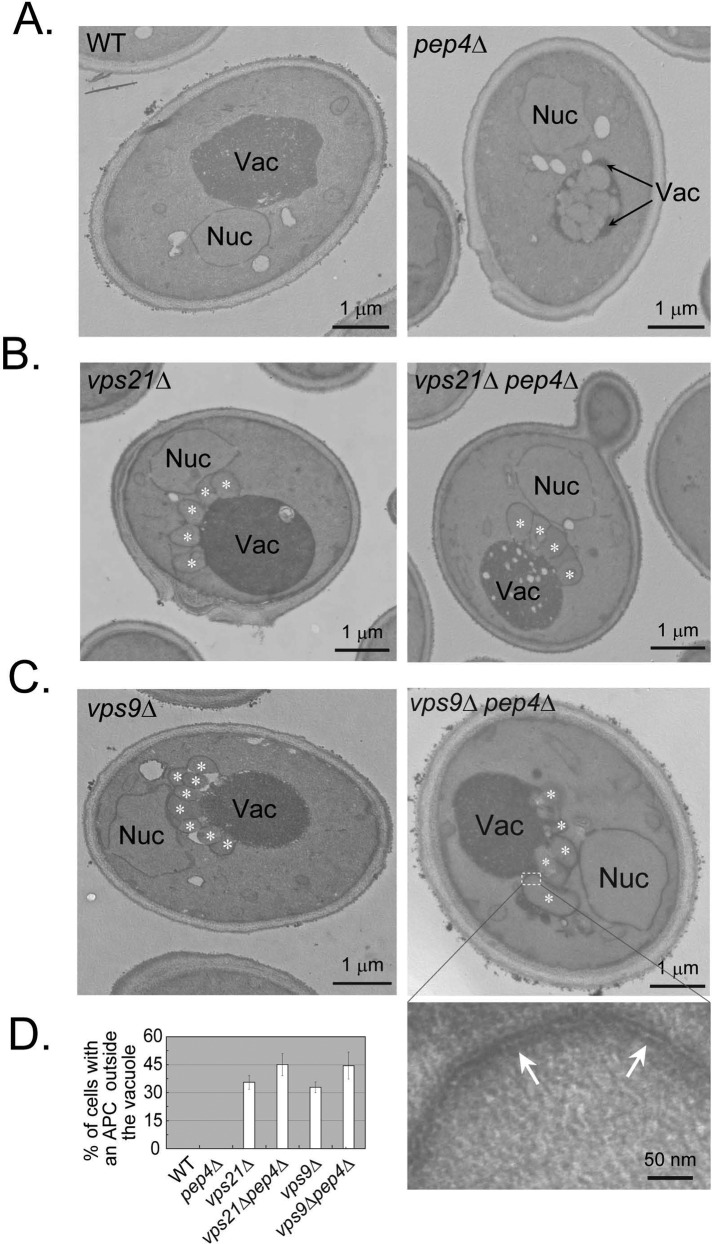 FIGURE 4: