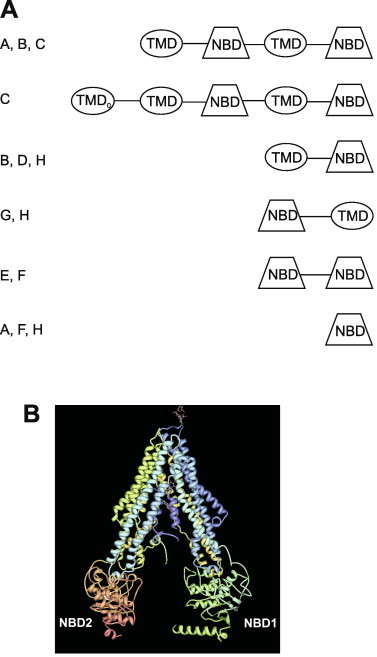 Fig. 1